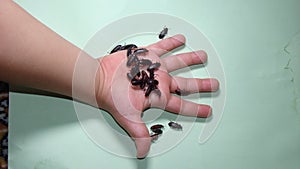 Little boy holding Mealworms, reptile live food. stages of a mealworm, adult