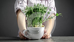 Little boy holding a pot of microgreens sprouts, Little gardener at home. Sprouts of green peas. Super food