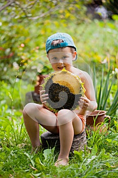 Little boy holding ripe sunflower head. Cute little boy in a baseball cap sits on a stump