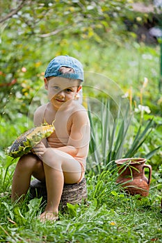 Little boy holding ripe sunflower head. Cute little boy in a baseball cap sits on a stump