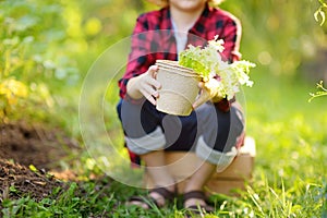 Little boy holding seedling of salad lettuce in pots and shovel on the domestic garden at summer sunny day. Family gardening