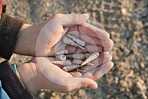 Little boy holding shells in his hand. Collecting them for making jewellery.