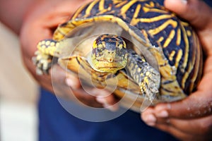 Little boy holding a turtle