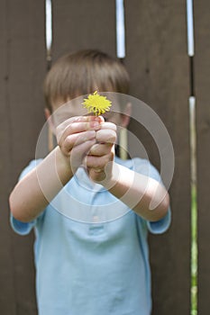 Little Boy Holding Yellow Flower