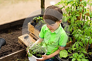 A little boy holds a flowerpot with tomato seedlings