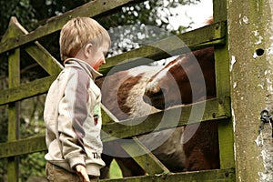 Little boy and horse