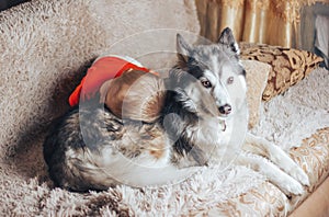 Little boy hugging husky dog at home