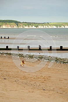 Little boy investigating the beach