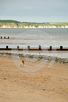 Little boy investigating the beach photo