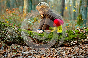 Little boy kid on a tree branch. Child climbs a tree.