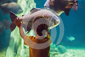 Little boy, kid watching the shoal of fish swimming in oceanarium, children enjoying underwater life in Aquarium