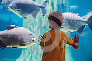 Little boy, kid watching the shoal of fish swimming in oceanarium, children enjoying underwater life in Aquarium