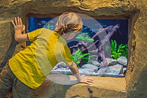 Little boy, kid watching the shoal of fish swimming in oceanarium, children enjoying underwater life in Aquarium