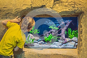 Little boy, kid watching the shoal of fish swimming in oceanarium, children enjoying underwater life in Aquarium