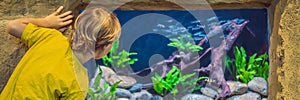 Little boy, kid watching the shoal of fish swimming in oceanarium, children enjoying underwater life in Aquarium BANNER