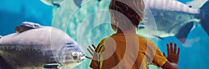 Little boy, kid watching the shoal of fish swimming in oceanarium, children enjoying underwater life in Aquarium BANNER