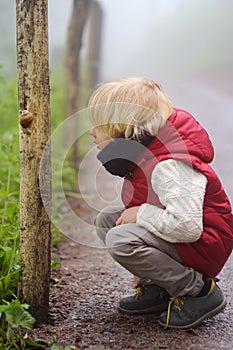 Little boy looking on big snail during hike in forest. Preschooler child explore nature. Developing outdoors activity for kids