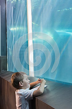 Little boy looking at fish tank