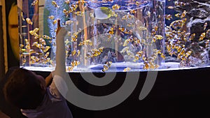 Little boy looking at fish tank