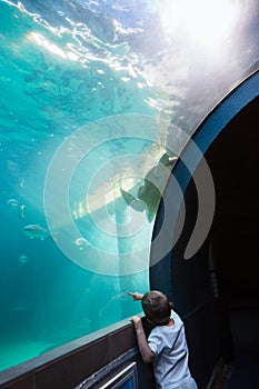 Little boy looking at fish tank