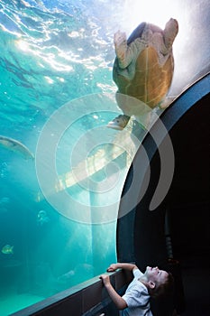 Little boy looking at fish tank