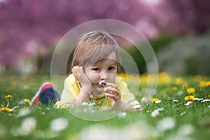 Little boy, lying in the park, playing with daisy on the grass