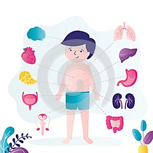 Little boy with marked internal organs. Human body anatomy. Educational infographic for kids