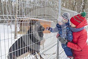 Little boy and mom feed the baby goat in the zoo