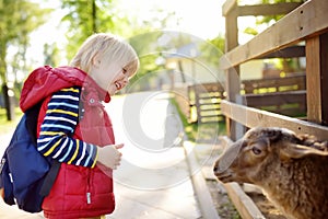Little boy petting sheep. Child at indoor petting zoo. Kid having fun in farm with animals. Children and animals