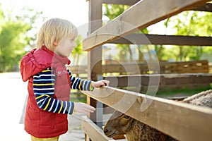 Little boy petting sheep. Child at outdoor petting zoo. Kid having fun in farm with animals. Children and animals. Fun for kids on