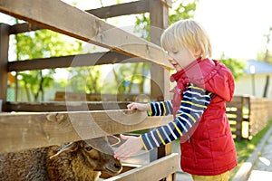 Little boy petting sheep. Child at outdoor petting zoo. Kid having fun in farm with animals. Children and animals. Fun for kids on