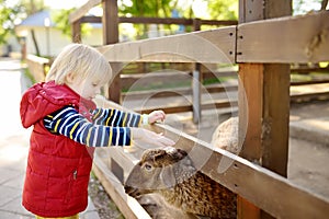 Little boy petting sheep. Child in petting zoo. Kid having fun in farm with animals. Children and animals