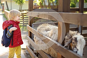 Little boy petting sheep. Child in petting zoo. Kid having fun in farm with animals. Children and animals