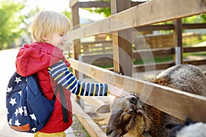 Little boy petting sheep. Child in petting zoo. Kid having fun in farm with animals. Children and animals