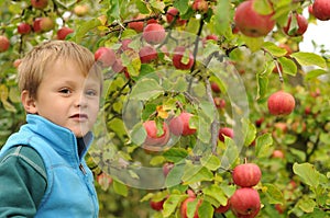 Little boy picking apples