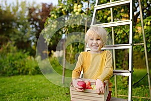 Little boy picking harvest of apples in orchard. Child holding wooden box with fresh fruit. Healthy homegrown food for kids