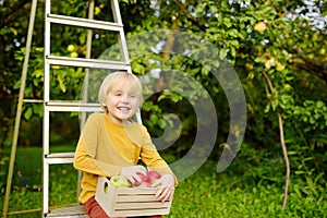 Little boy picking harvest of apples in orchard. Child holding wooden box with fresh fruit. Healthy homegrown food for kids