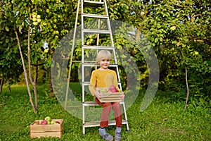 Little boy picking harvest of apples in orchard. Child holding wooden box with fresh fruit. Healthy homegrown food for kids