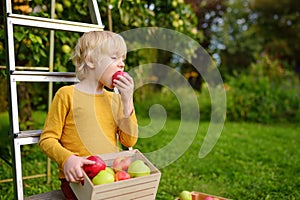 Little boy picking harvest of apples in orchard. Child holding wooden box with harvest and eating red ripe apple