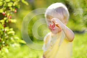 Little boy picking red currants in a domestic garden on sunny day. Outdoors activities and fun for children in summer