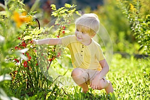 Little boy picking red currants in a domestic garden on sunny day. Outdoors activities and fun for children in summer