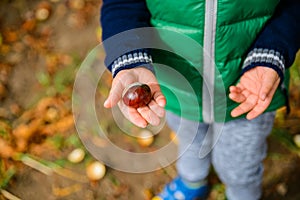 Little boy play with chestnuts in autumn day