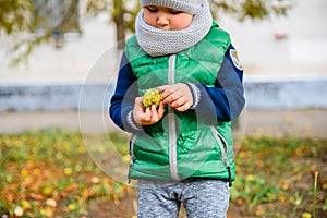 Little boy play with chestnuts in autumn day