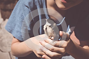 Little boy is playing with a chick at the day time