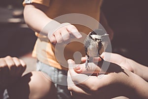 Little boy is playing with a chick at the day time