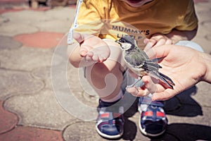 Little boy is playing with a chick at the day time