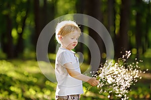 Little boy playing with dandelion fluff. Making a wish