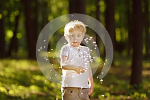 Little boy playing with dandelion fluff. Making a wish