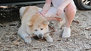 Little boy playing with a dog and holding a stick outdoors