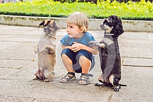 A little boy is playing with little dogs